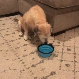 Collapsible portable water bowl with clip